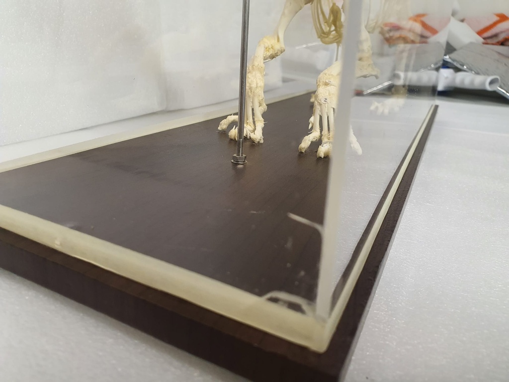 Hundeskelett aus echten Knochen - Der Artikel weist einige leichte Kratzer am Gehäuse auf und befindet sich in der Originalverpackung.