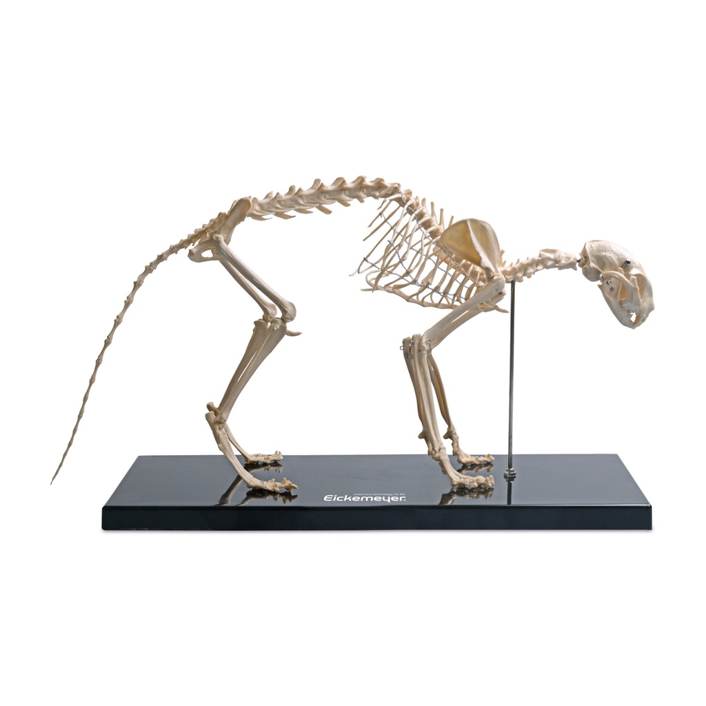 Cat skeleton model 42 x 7 x 26 cm 