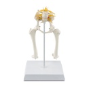 Osteo-modell, típus: csípő