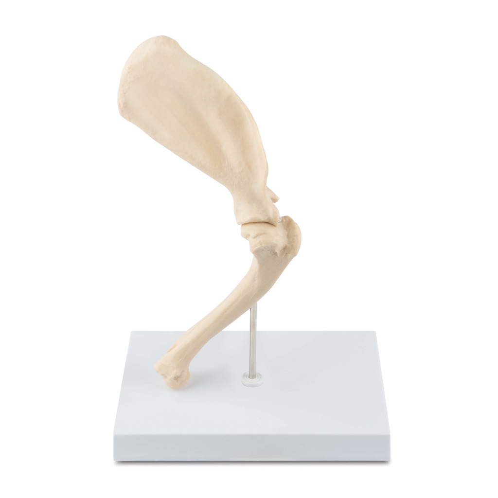 Osteo-modell, típus: váll