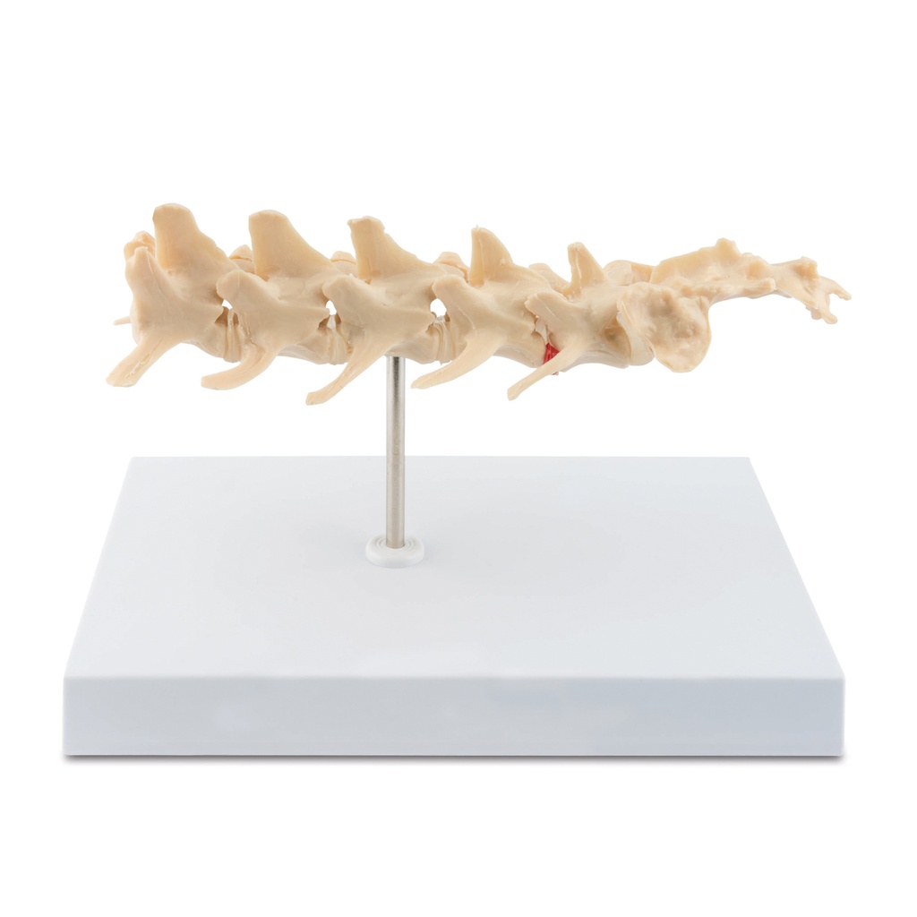 Osteo-modell: gerinc