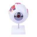 Anatómiai szem modell, 6 részes, 22 × 16 × 18 cm