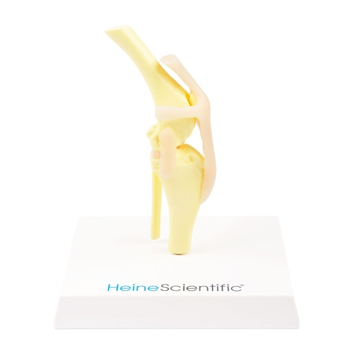[909033] Osteo-modell, térd