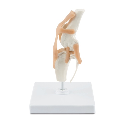 [909033] Osteo-modell, térd
